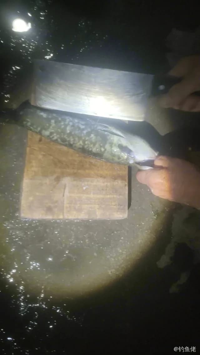 蓝头绿鹦嘴鱼钓获 徐州市 1kg