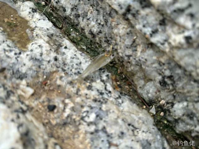 蓝圆鲹钓获 深圳市 0.06kg