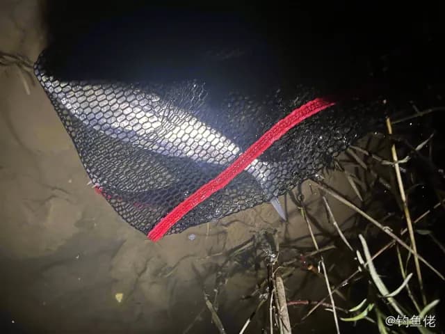蓝圆鲹钓获 合肥市 0.2kg