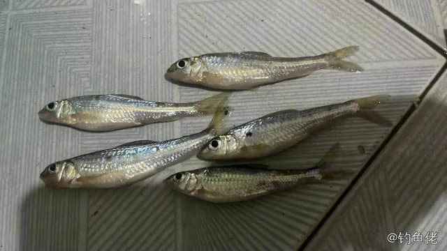 蓝圆鲹钓获 常德市 0.06kg