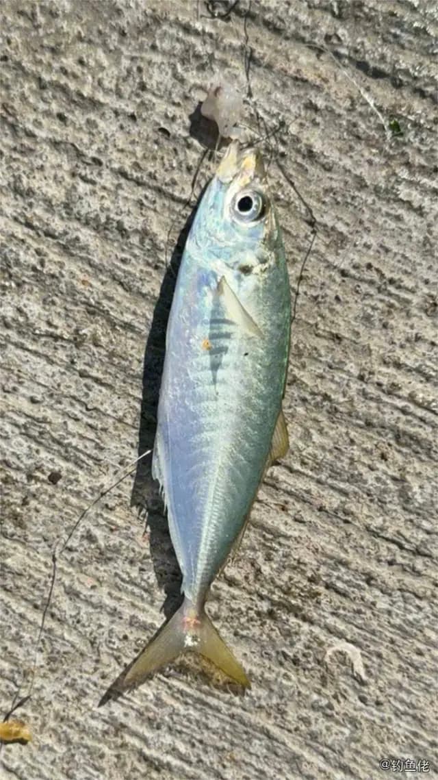 蓝圆鲹钓获 香港特别行政区 0.1kg
