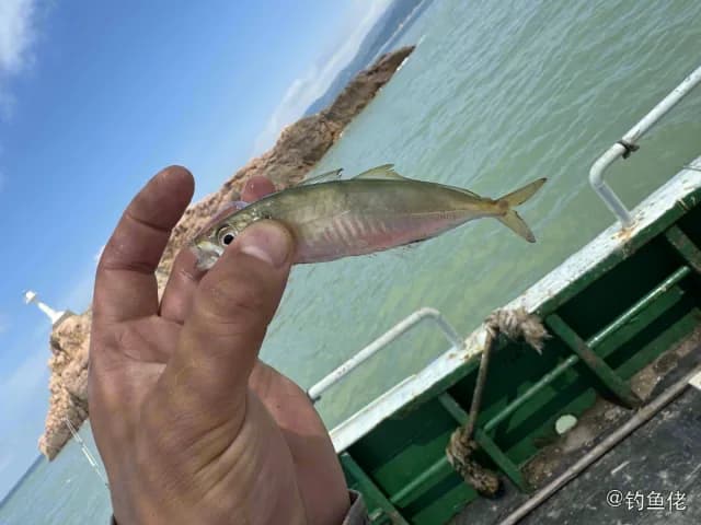蓝圆鲹钓获 温州市 0.48kg