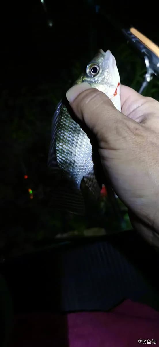雷氏小嗜土丽鲷钓获 江门市 0.2kg
