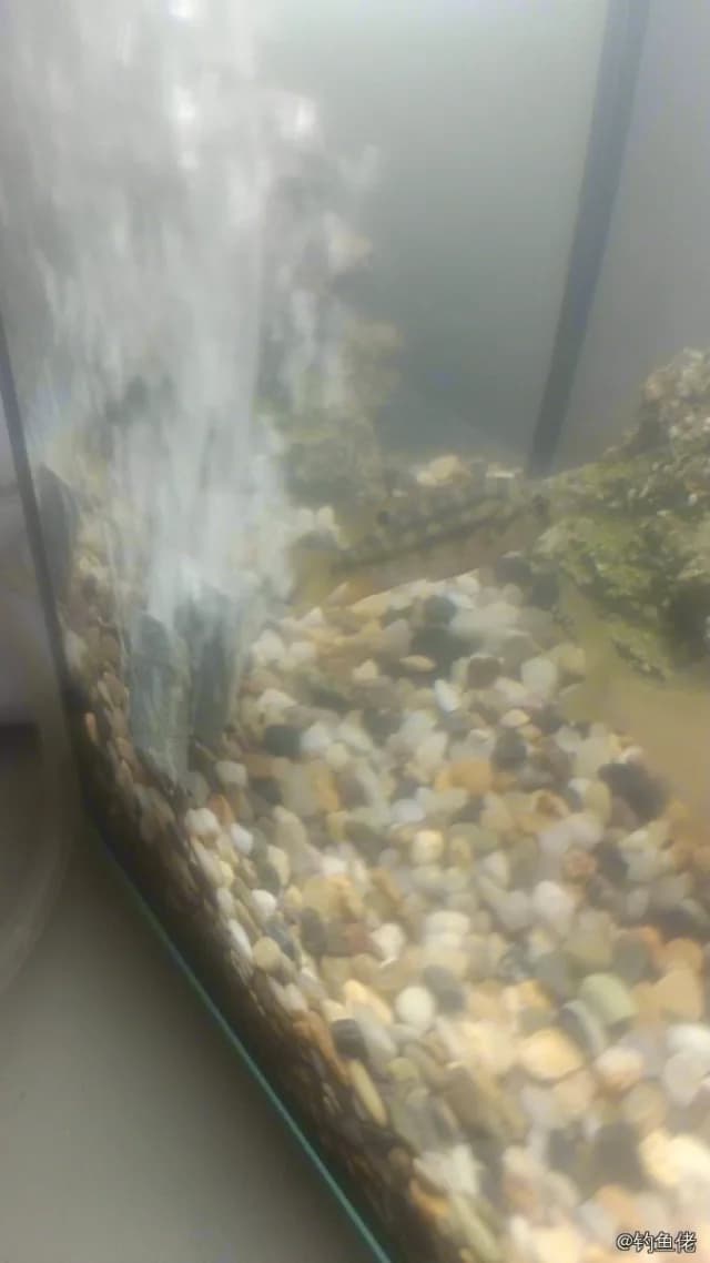 雷氏小嗜土丽鲷钓获 南平市