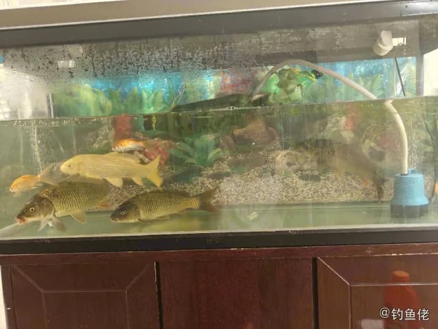 鲤鱼钓获 枣庄市 0.5kg