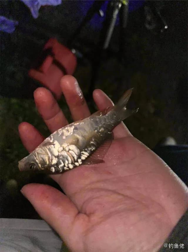 鲤鱼钓获 南京市 0.1kg