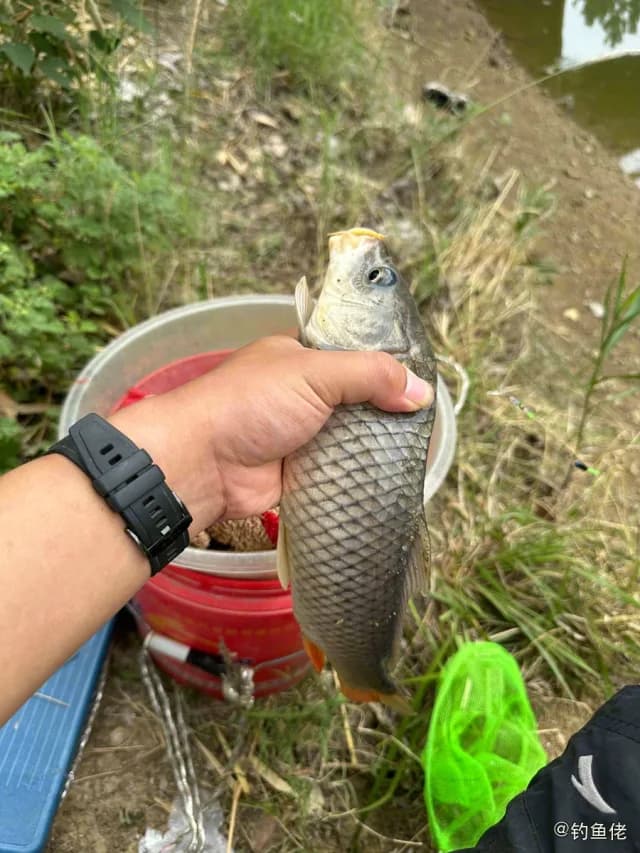鲤鱼钓获 宿迁市 1.1kg