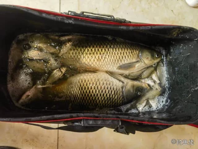 鲤鱼钓获 沈阳市 2.5kg