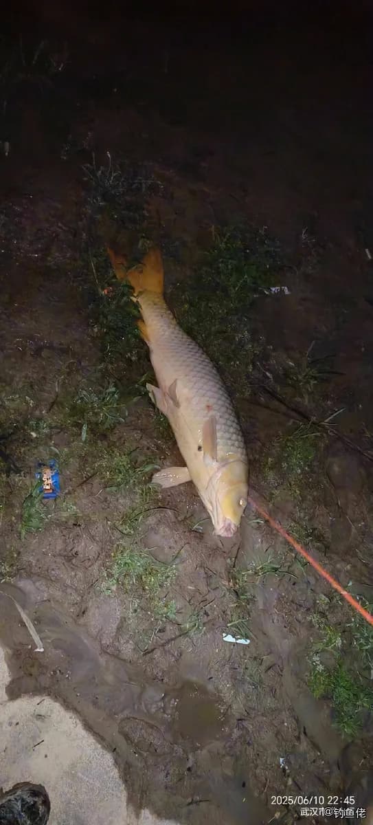 鲤鱼钓获 武汉市 4.5kg
