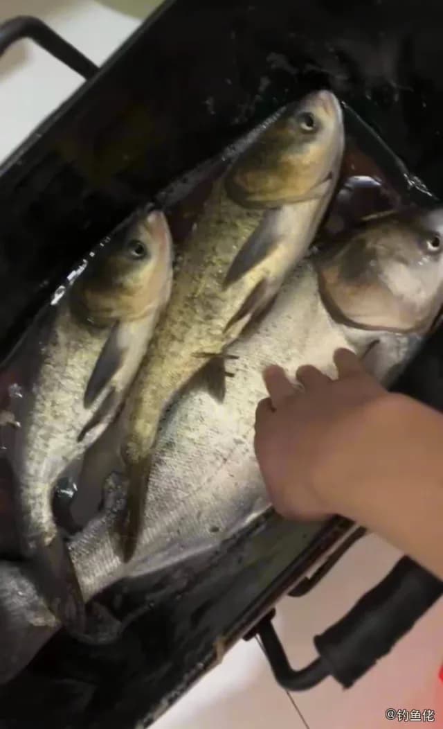 鲢鱼钓获 沧州市 2.5kg