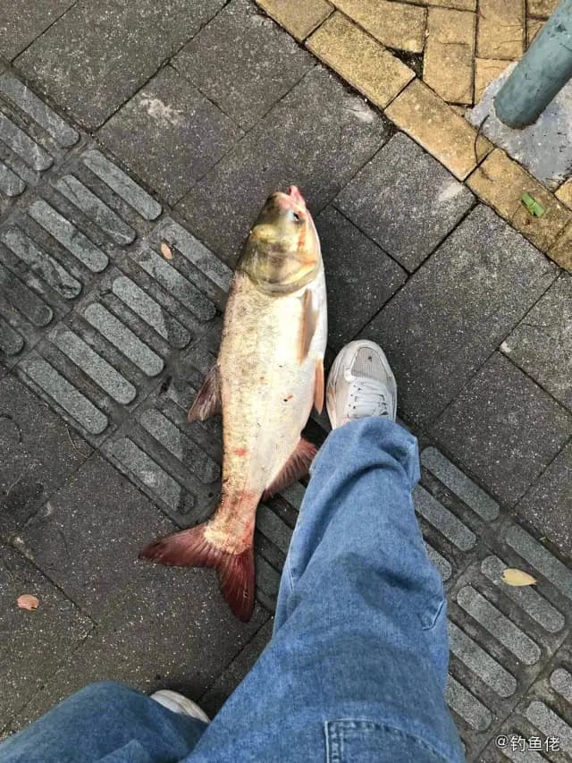 鲢鱼钓获 温州市 3.5kg
