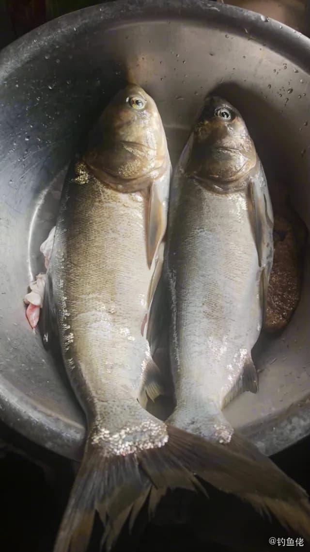 鲢鱼钓获 湘潭市 3.1kg