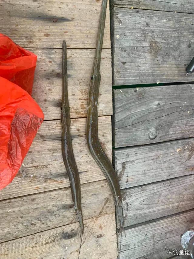 鳞烟管鱼钓获 江门市 3.68kg