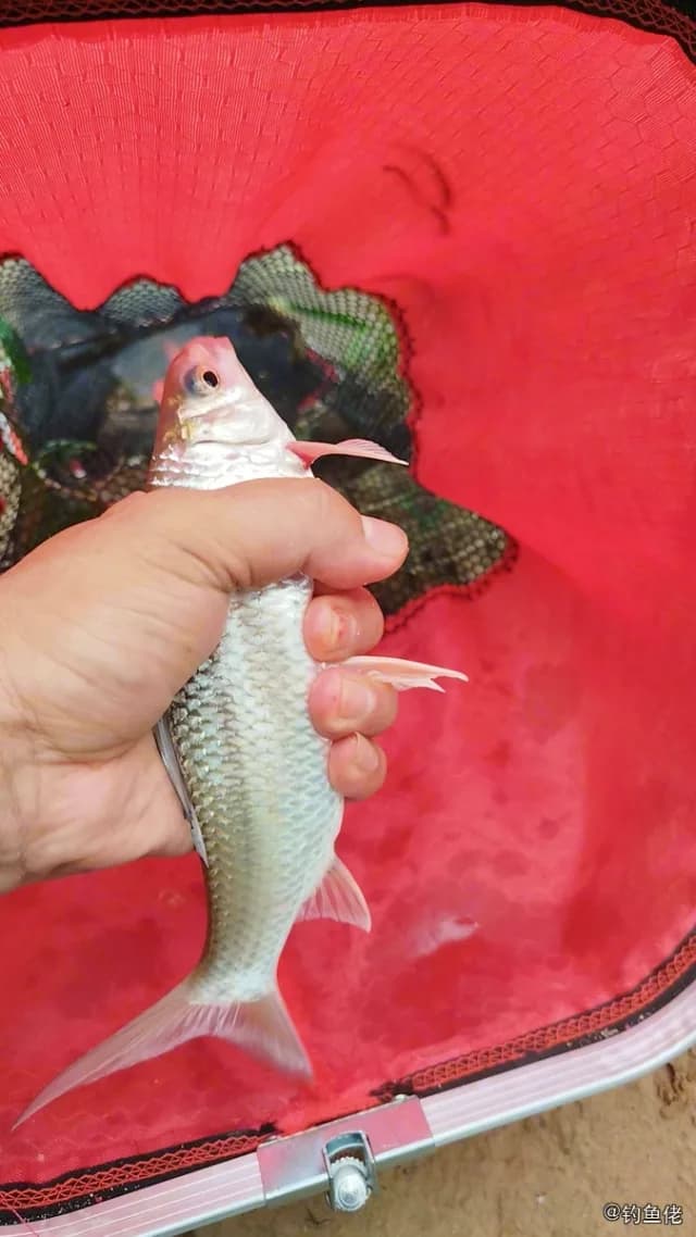 鲮鱼钓获 广州市 0.3kg