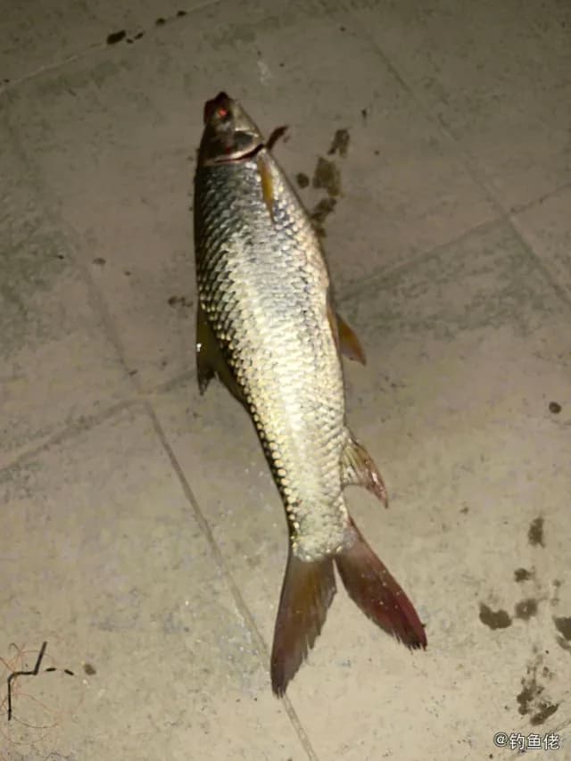 鲮鱼钓获 广州市 1.8kg