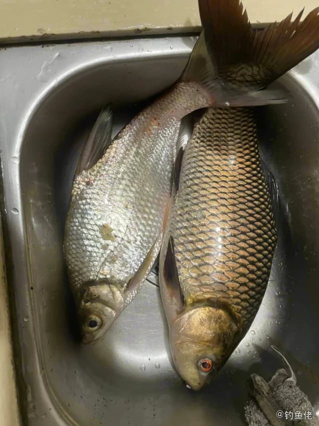 露斯塔野鲮钓获 佛山市 2.6kg