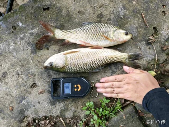 露斯塔野鲮钓获 广州市 0.5kg