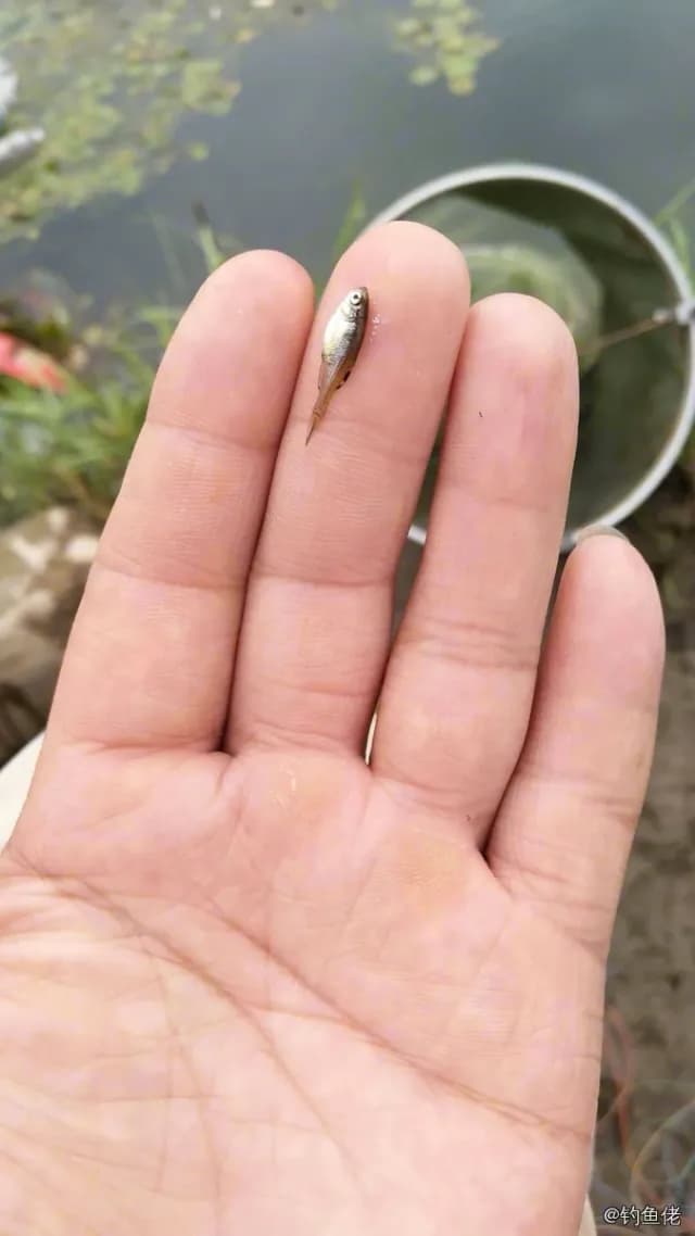 裸头双边鱼钓获 绵阳市 0.01kg