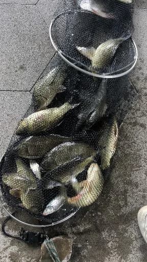 马夫鱼钓获 合肥市 0.1kg
