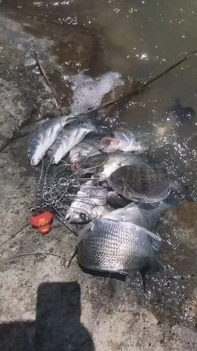 马夫鱼钓获 温州市 0.1kg