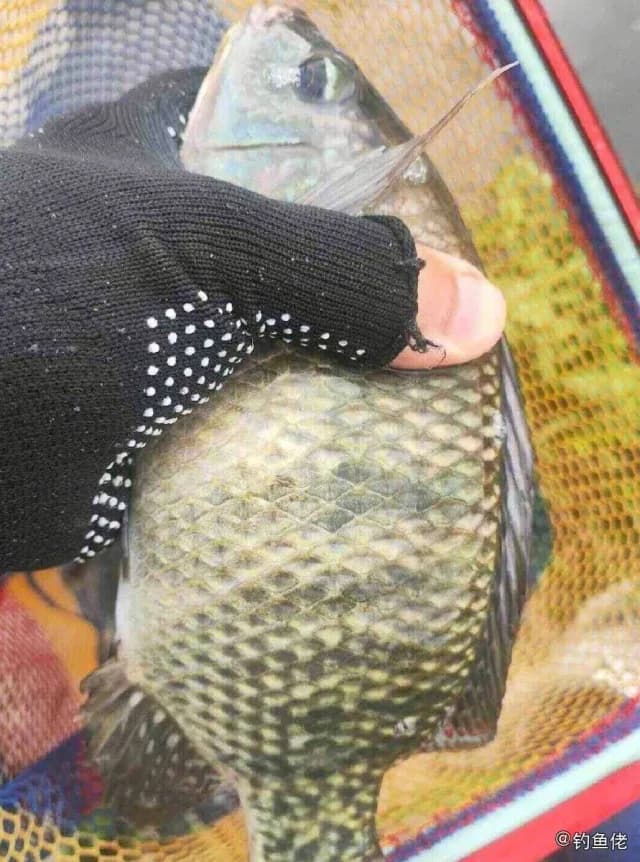 马夫鱼钓获 衡水市 0.1kg