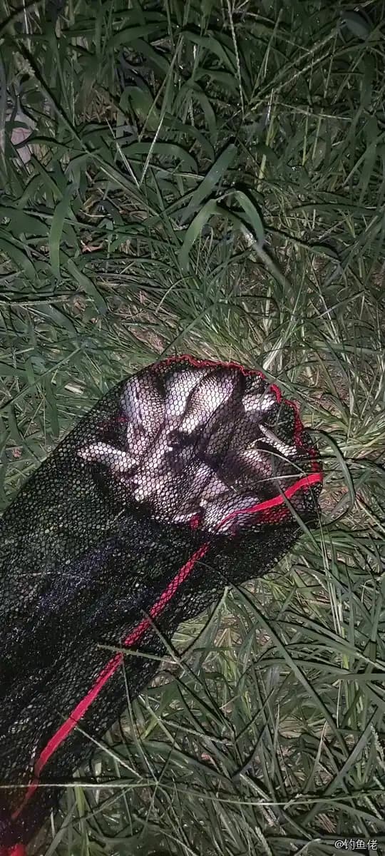马夫鱼钓获 南阳市 2kg