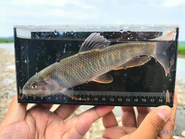 马口鱼钓获 哈尔滨市 0.5kg
