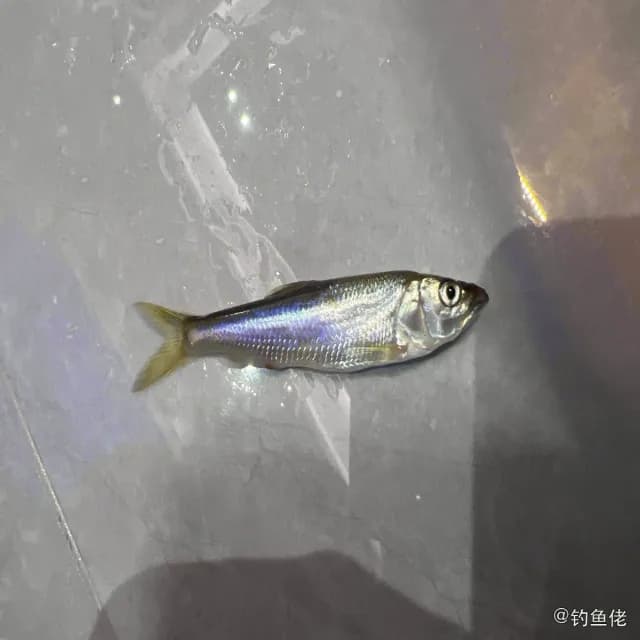 马口鱼钓获 杭州市 0.08kg
