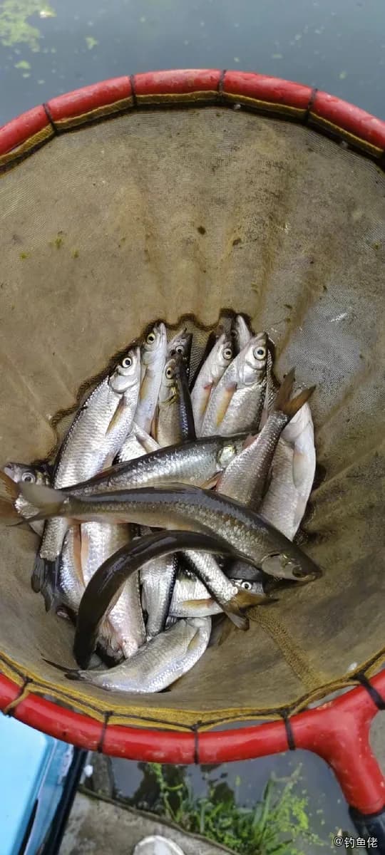 麦穗鱼钓获 苏州市 0.02kg