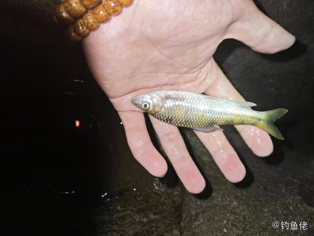 麦穗鱼钓获 上饶市 0.02kg