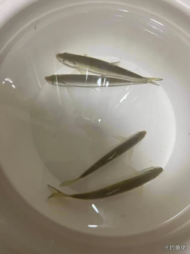 麦穗鱼钓获 西安市 0.02kg