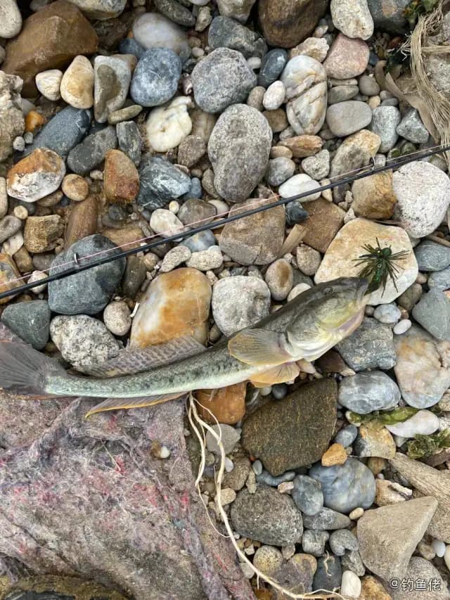 矛尾虾虎鱼钓获 烟台市 0.6kg