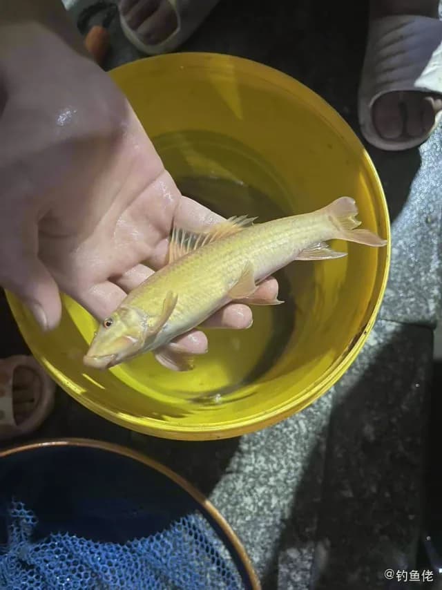 湄公双孔鱼钓获 深圳市 0.2kg