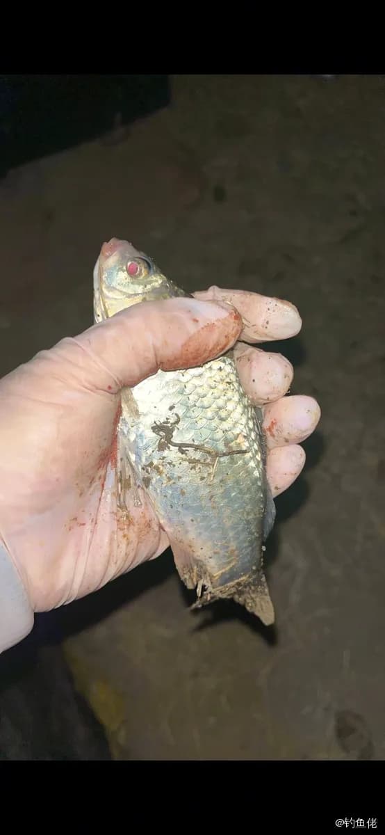 玫瑰毒鲉钓获 上海市 0.2kg