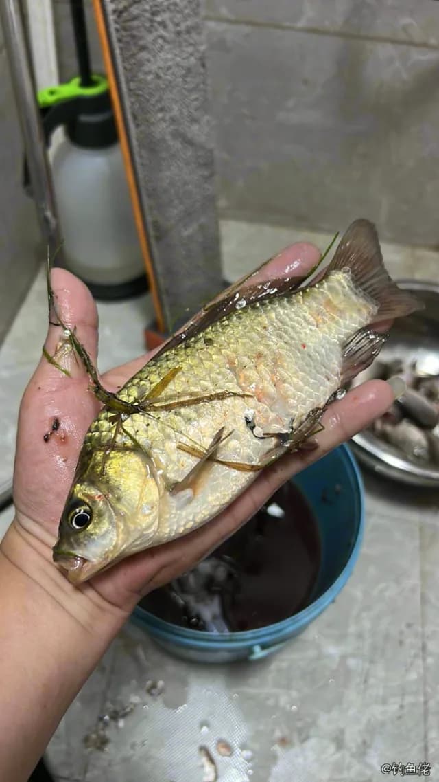 玫瑰毒鲉钓获 信阳市 0.2kg