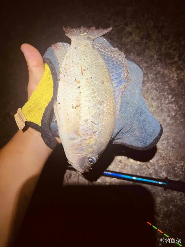 尼罗非鲫钓获 广州市 0.5kg