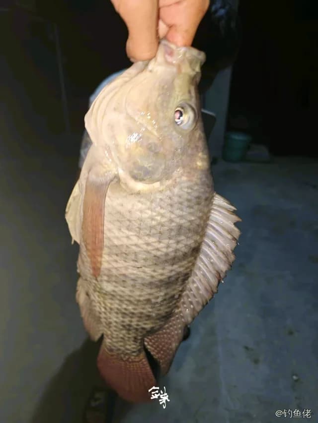 尼罗非鲫钓获 玉林市 2kg