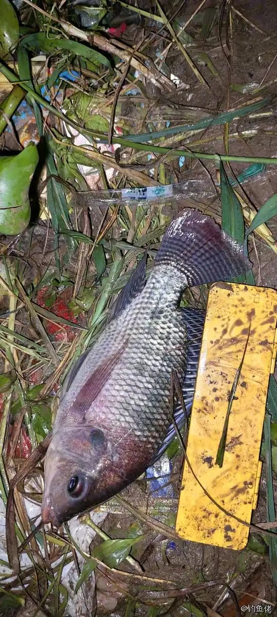 尼罗非鲫钓获 珠海市 0.5kg