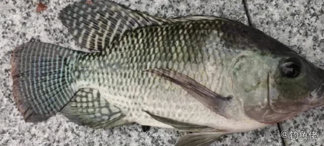 尼罗非鲫钓获 深圳市 4kg