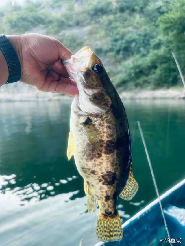 牛眼青鯥钓获 湘西土家族苗族自治州 1kg