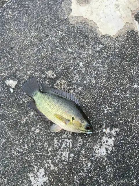 攀鲈钓获 惠州市 0.03kg