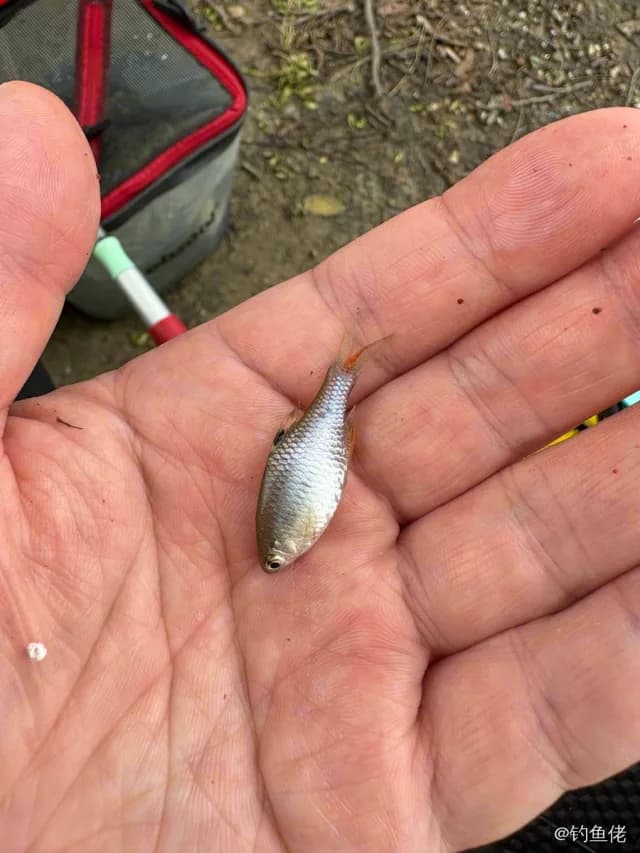 鳑鲏钓获 杭州市