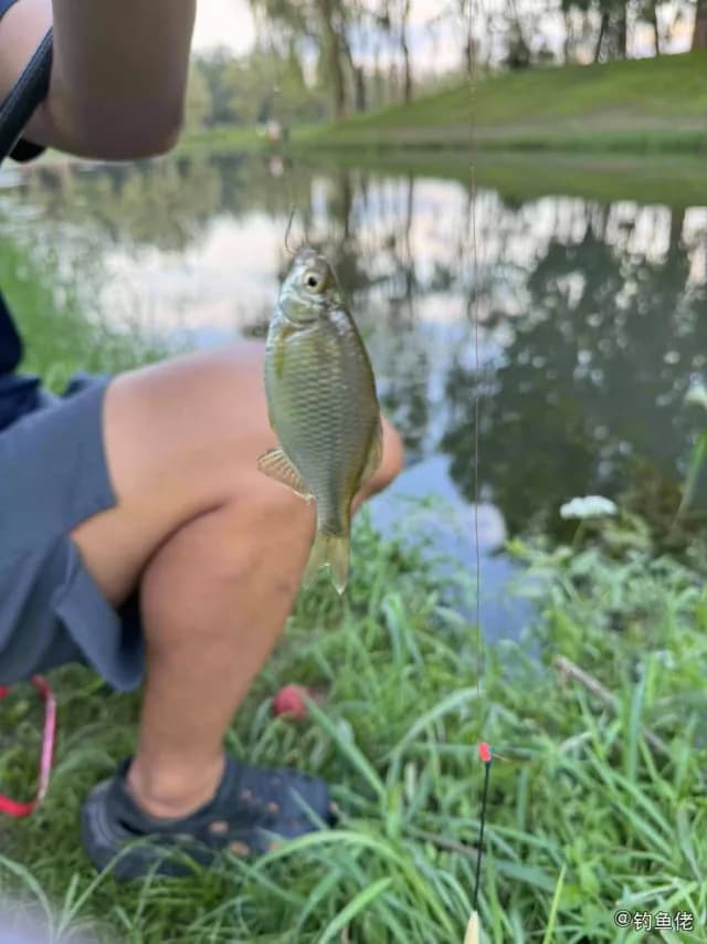 鳑鲏钓获 北京市 0.02kg