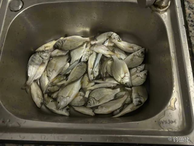 平鲷钓获 湛江市 2.4kg