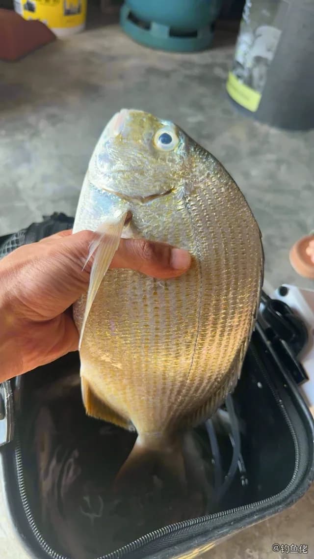平鲷钓获 福州市 2.4kg
