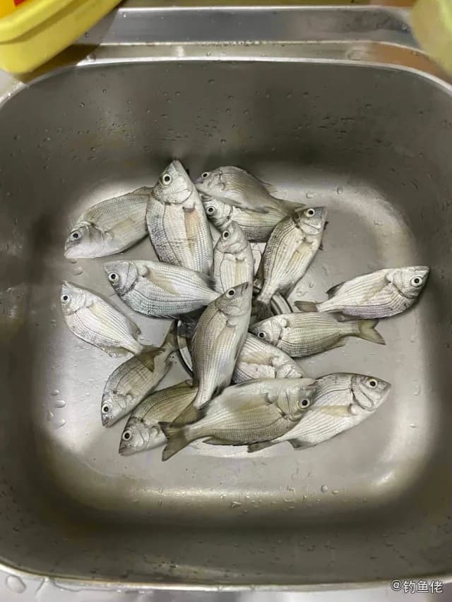 平鲷钓获 台州市 2.9kg