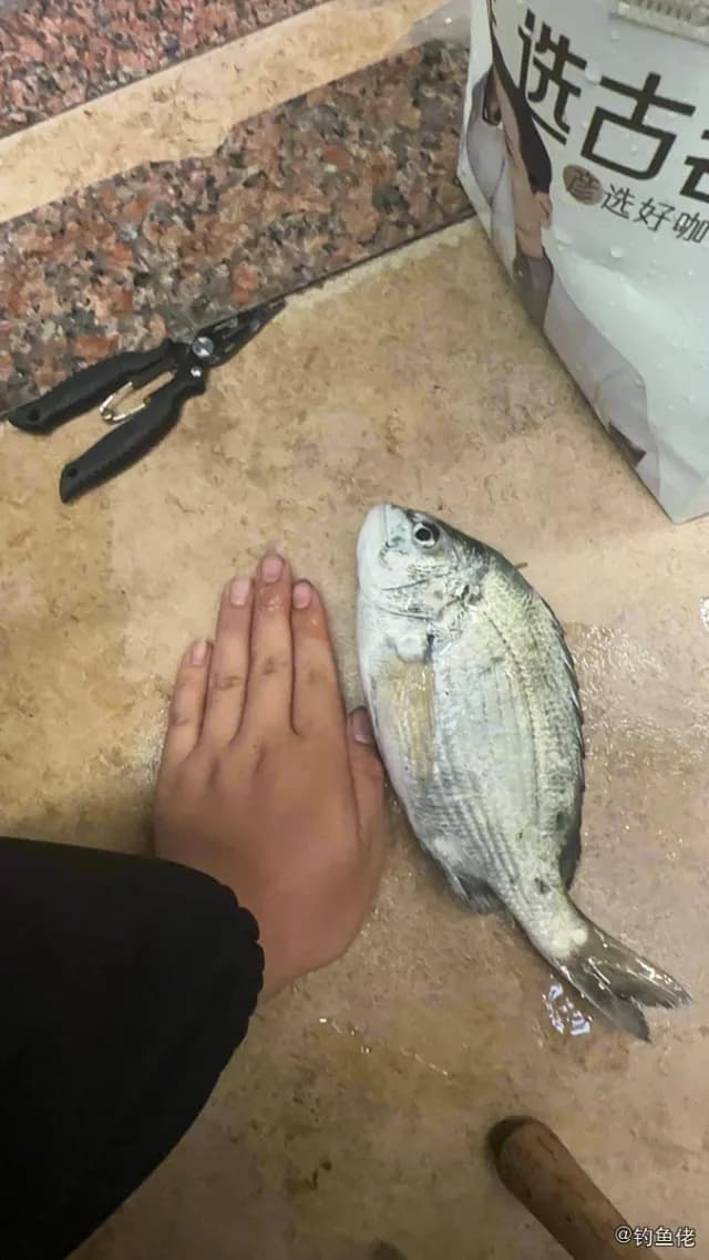 平鲷钓获 厦门市 1kg