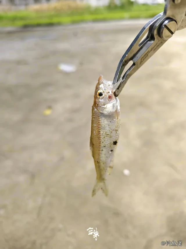 七星底灯鱼钓获 玉林市 0.1kg