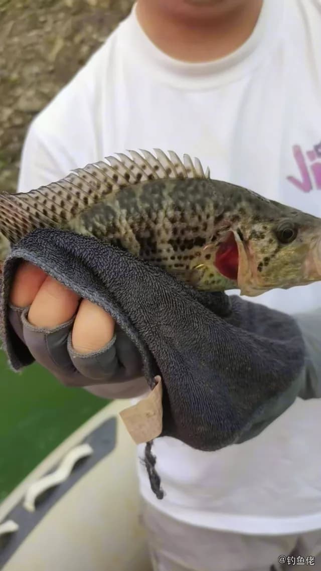 青石斑鱼钓获 贵阳市 0.3kg
