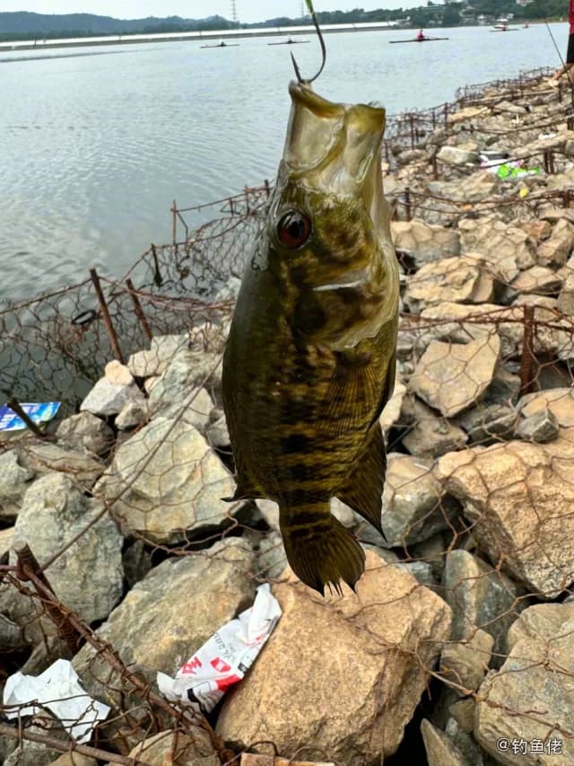 青石斑鱼钓获 东莞市 0.3kg